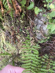 Amauropelta beddomei