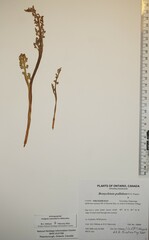 Botrychium pallidum