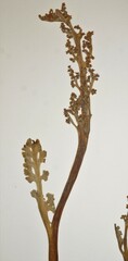 Botrychium pallidum