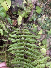 Amauropelta beddomei