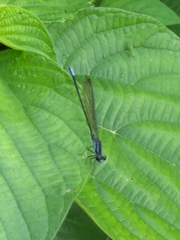 Argia indicatrix