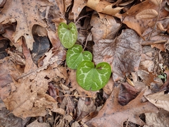 Hexastylis virginica