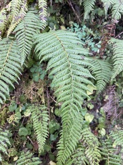 Amauropelta beddomei