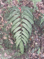 Coniogramme intermedia