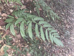 Coniogramme intermedia