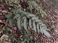 Coniogramme intermedia