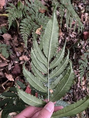 Coniogramme intermedia