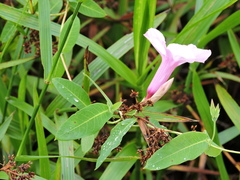 Rhabdadenia madida