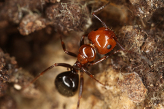 Camponotus lateralis