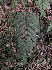 Coniogramme intermedia