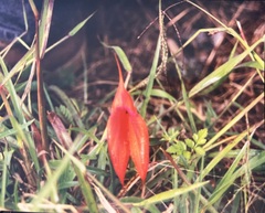 Masdevallia veitchiana