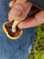 Stropharia coronilla