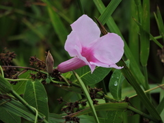 Rhabdadenia madida