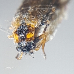 Rhagonycha nigriventris