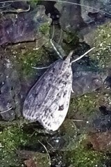 Eudonia truncicolella