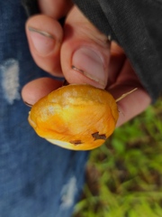 Stropharia coronilla