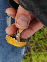 Stropharia coronilla