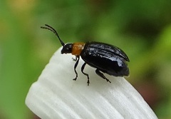 Luperomorpha xanthodera