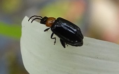 Luperomorpha xanthodera