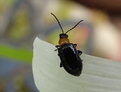 Luperomorpha xanthodera