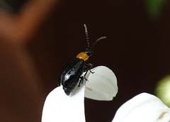 Luperomorpha xanthodera