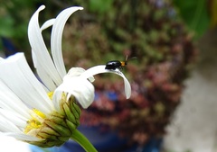 Luperomorpha xanthodera