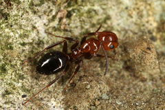Camponotus lateralis