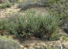 Yucca baccata