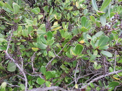Myrsine parvifolia