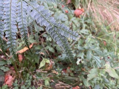Arachniodes amabilis