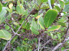 Myrsine parvifolia