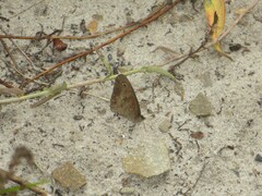 Cassionympha cassius