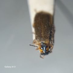 Rhagonycha nigriventris