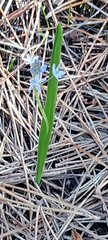 Scilla monophyllos