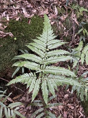 Dryopteris formosana