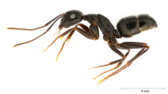 Camponotus aethiops
