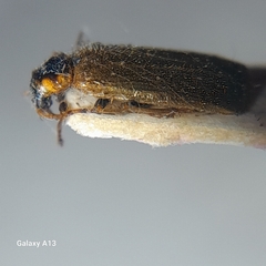 Rhagonycha nigriventris