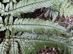 Dryopteris formosana