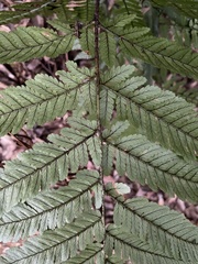 Dryopteris formosana