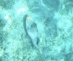 Pseudobalistes flavimarginatus