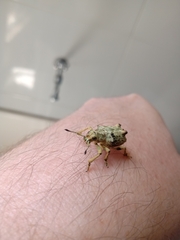 Platyomus nodipennis