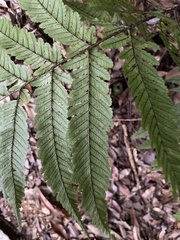 Dryopteris formosana