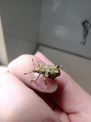 Platyomus nodipennis