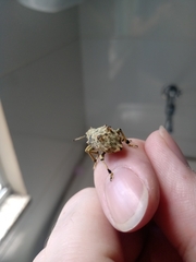 Platyomus nodipennis