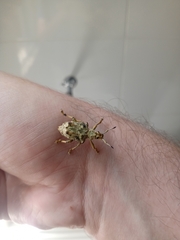 Platyomus nodipennis