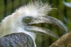 Berenicornis comatus