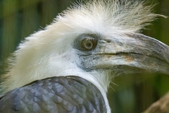 Berenicornis comatus