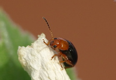 Podagrica fuscicornis