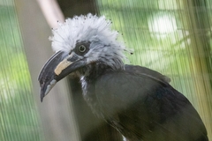 Berenicornis comatus