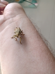 Platyomus nodipennis